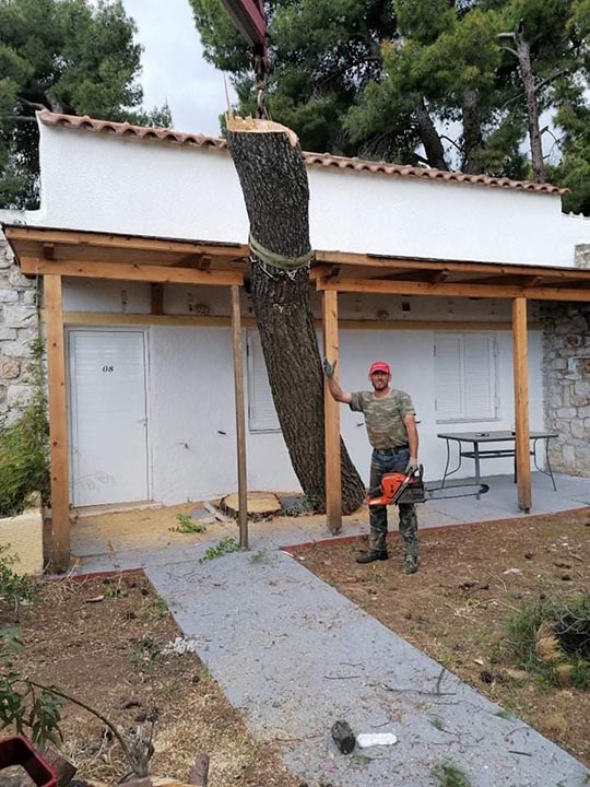 Υλοτομία σε δράση